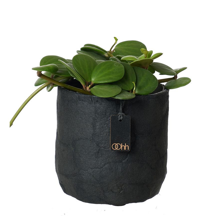 Lübech Living Pulp flower pot. Zero Waste - schwarz